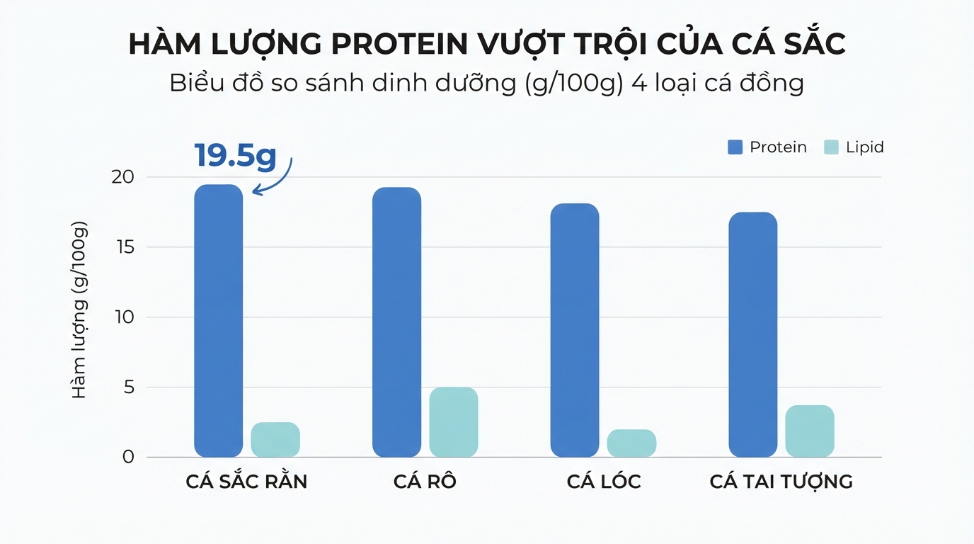 Biểu đồ so sánh hàm lượng protein vượt trội của cá sặc so với các cá đồng khác.