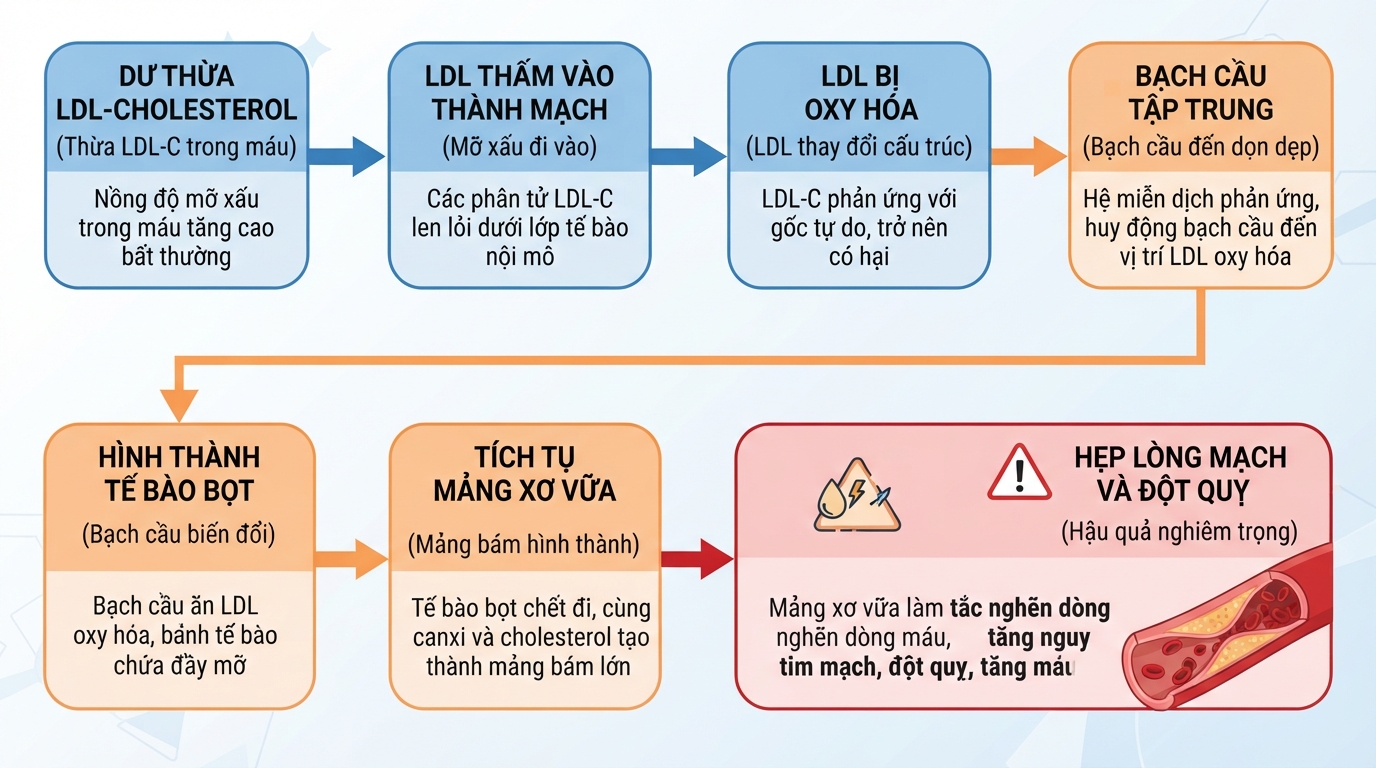 Các bước tích tụ LDL-cholesterol gây nên mảng xơ vữa và hẹp lòng mạch máu.