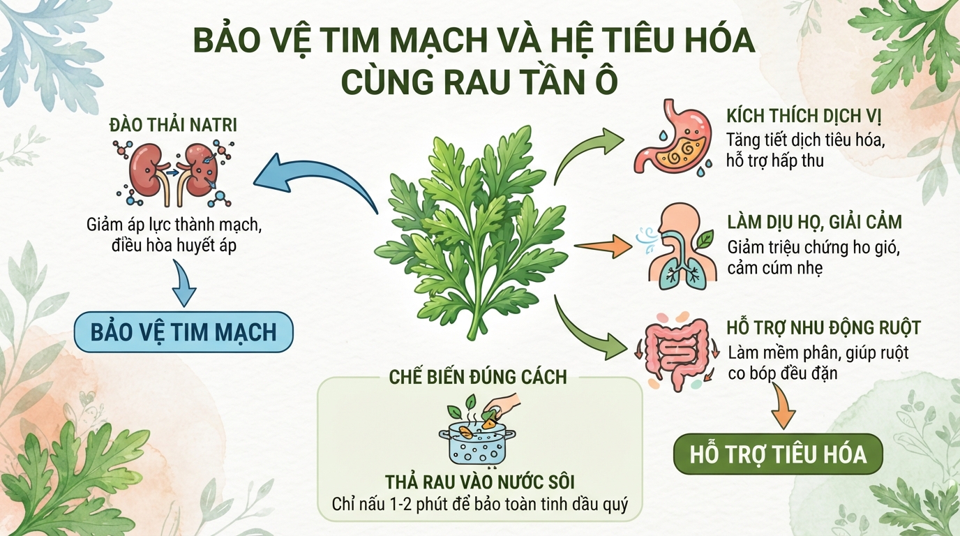 Rau tần ô có tác dụng gì? Cách dùng và phân biệt rau tần ô với ngải cứu