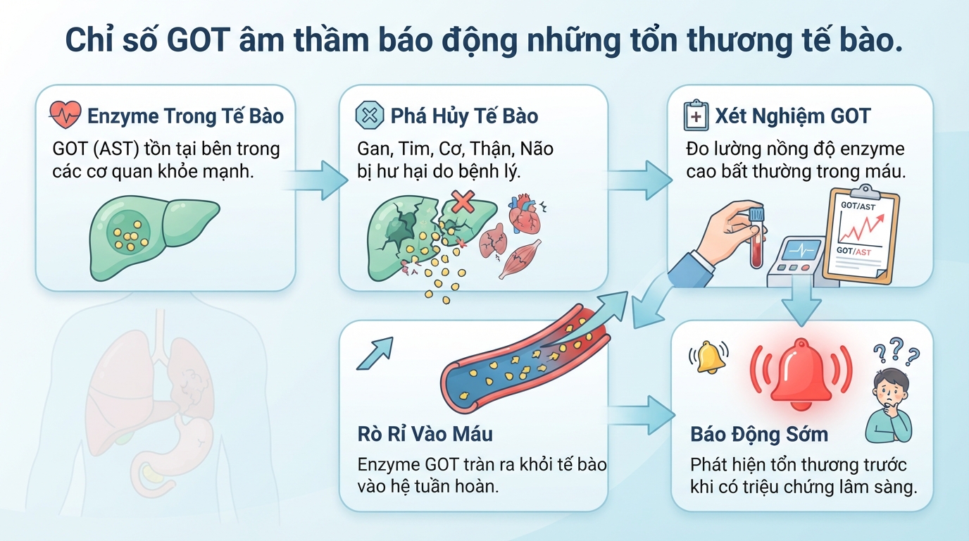 Chỉ số GOT là gì? Ý nghĩa xét nghiệm, nguyên nhân tăng và khi nào cần đi khám