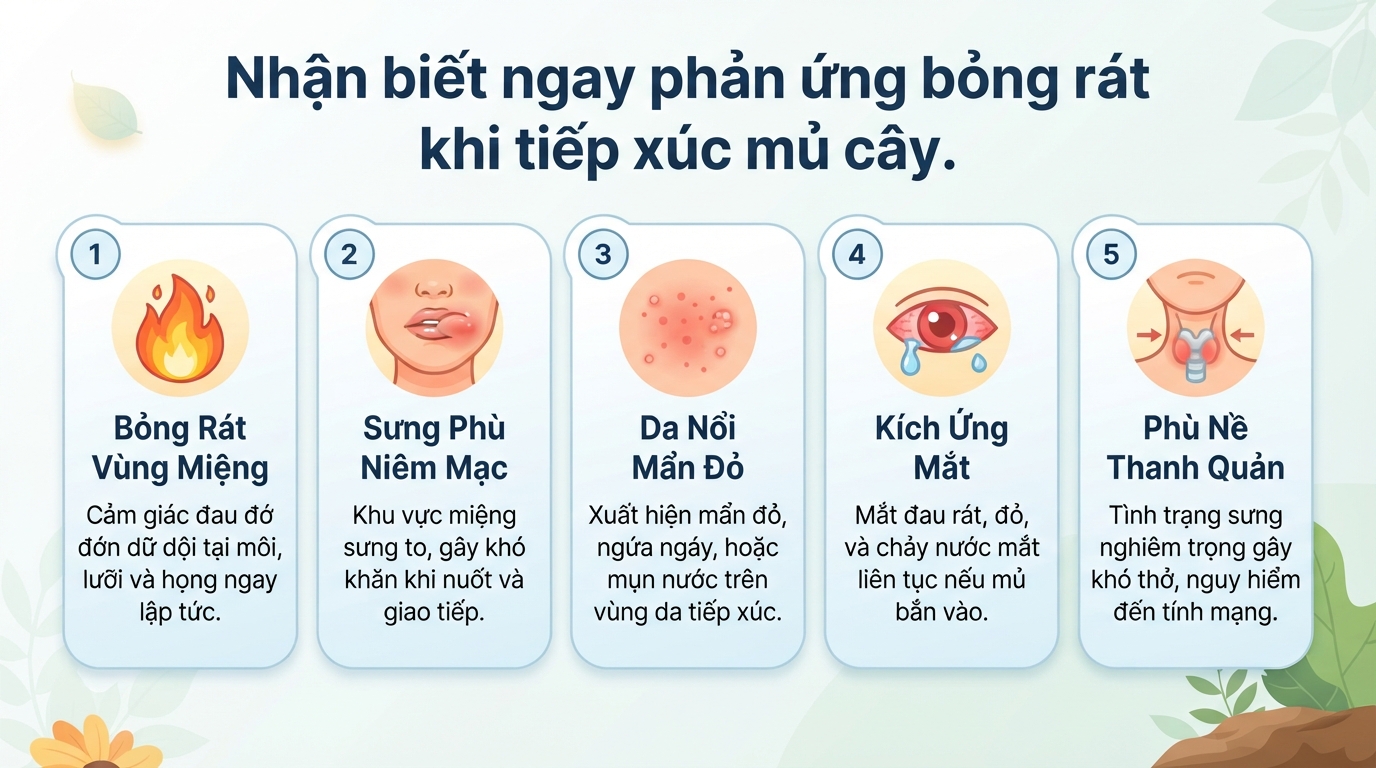 Cây vạn niên thanh có độc không? Cách sơ cứu khi ngộ độc mủ cây