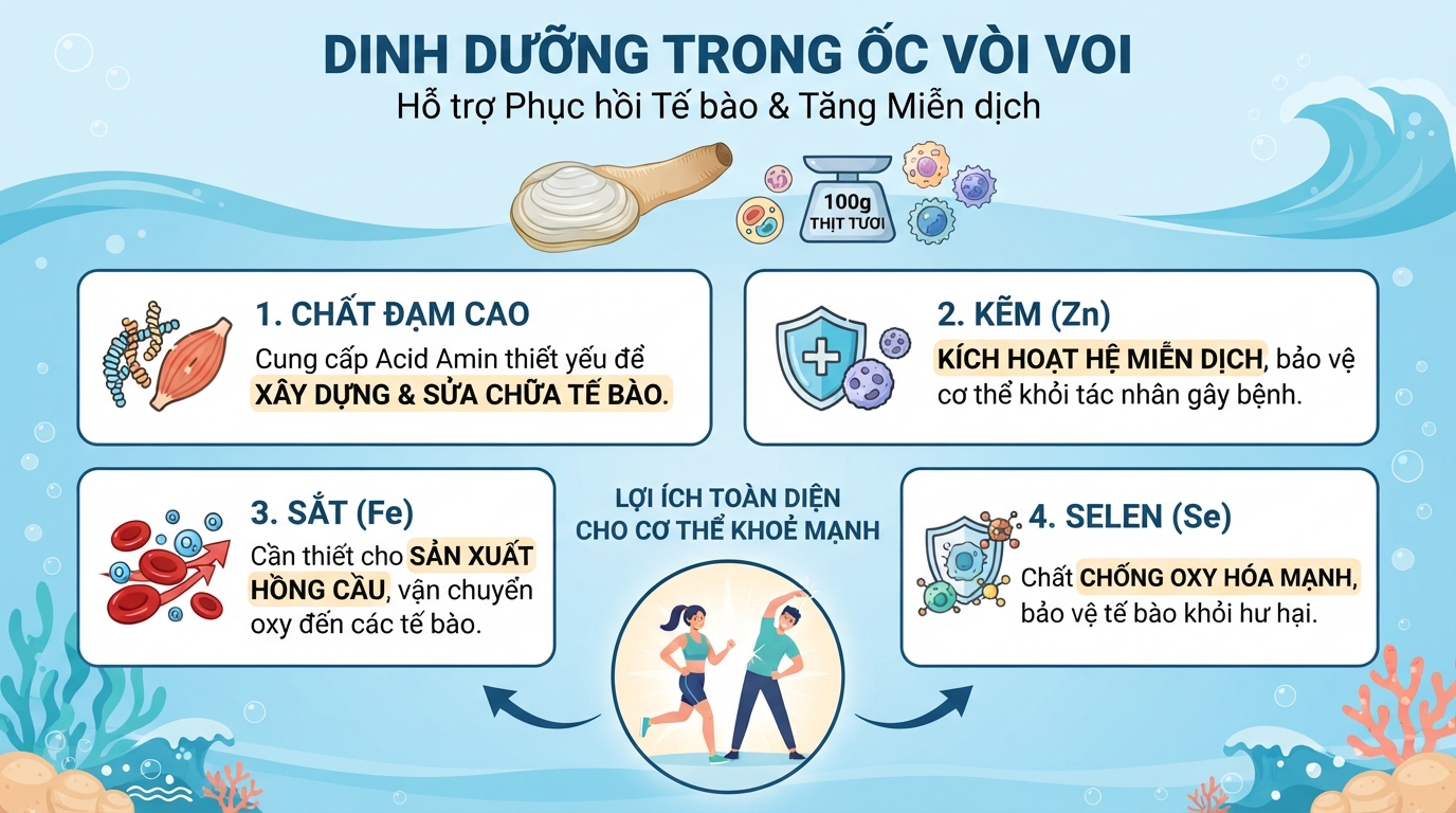 Các vi chất dinh dưỡng trong ốc vòi voi giúp cơ thể phục hồi tế bào và tăng miễn dịch.