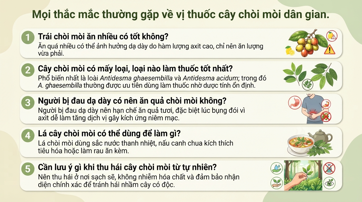 Cây chòi mòi có tác dụng gì? Công dụng và lưu ý sức khỏe khi sử dụng