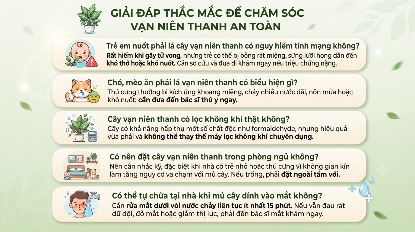 Cây vạn niên thanh có độc không? Cách sơ cứu khi ngộ độc mủ cây