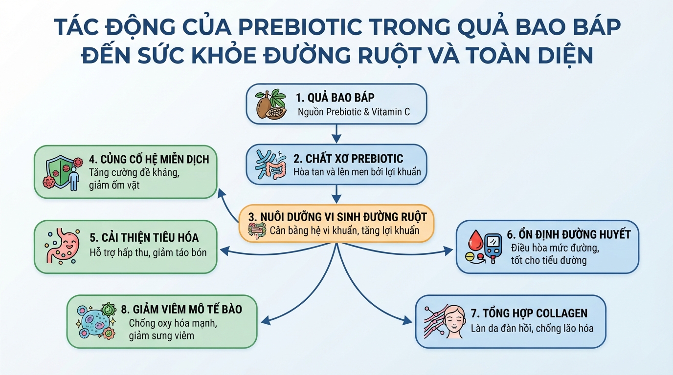 Chất xơ prebiotic trong quả bao báp hỗ trợ nuôi dưỡng vi sinh đường ruột.
