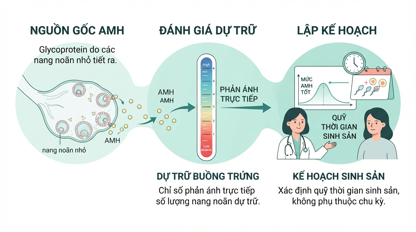 Chỉ số xét nghiệm amh giúp bác sĩ đánh giá chính xác dự trữ buồng trứng để lập kế hoạch sinh sản.