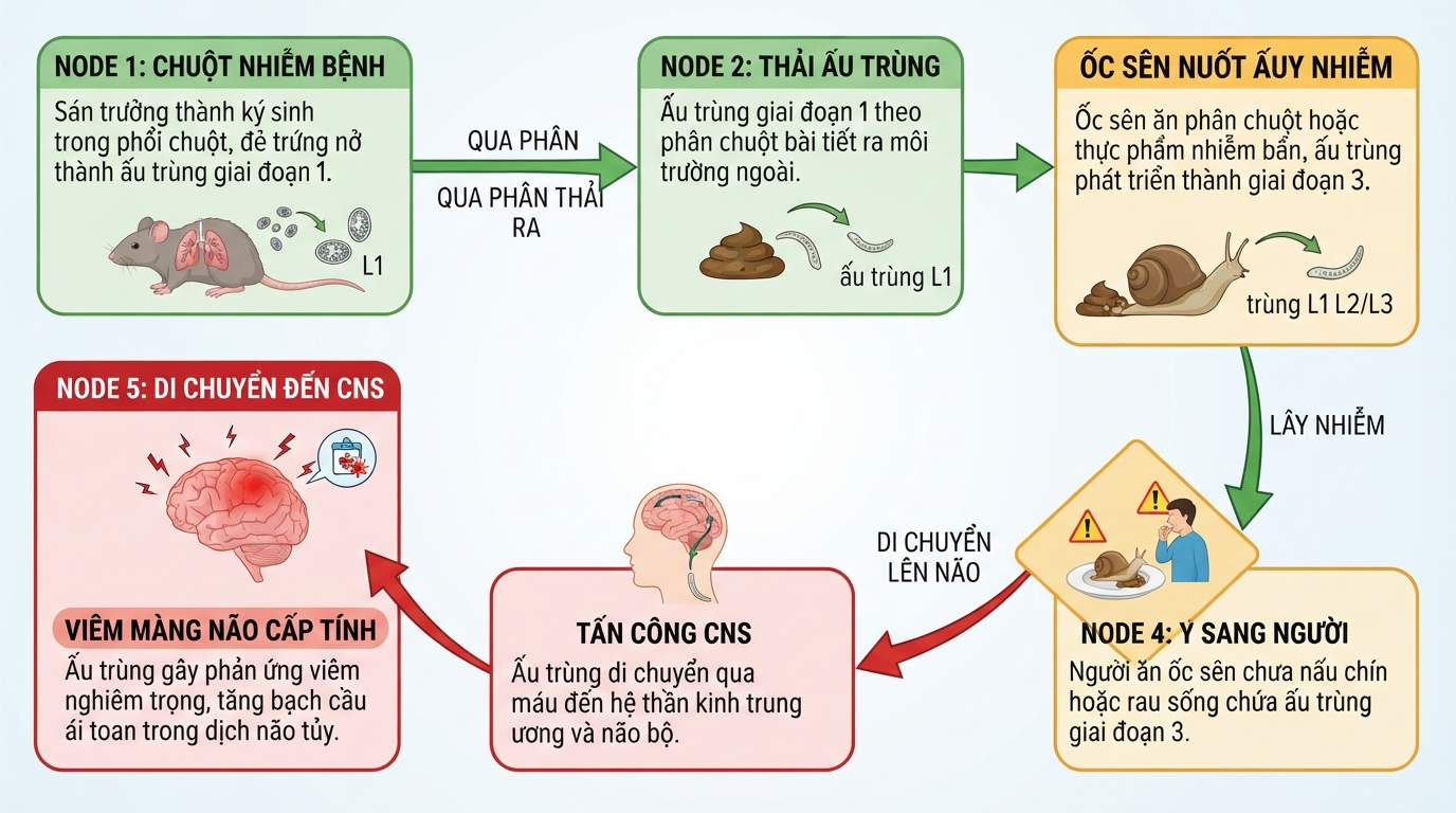 Chu trình lây nhiễm sán phổi chuột từ vật chủ trung gian sang hệ thần kinh người.