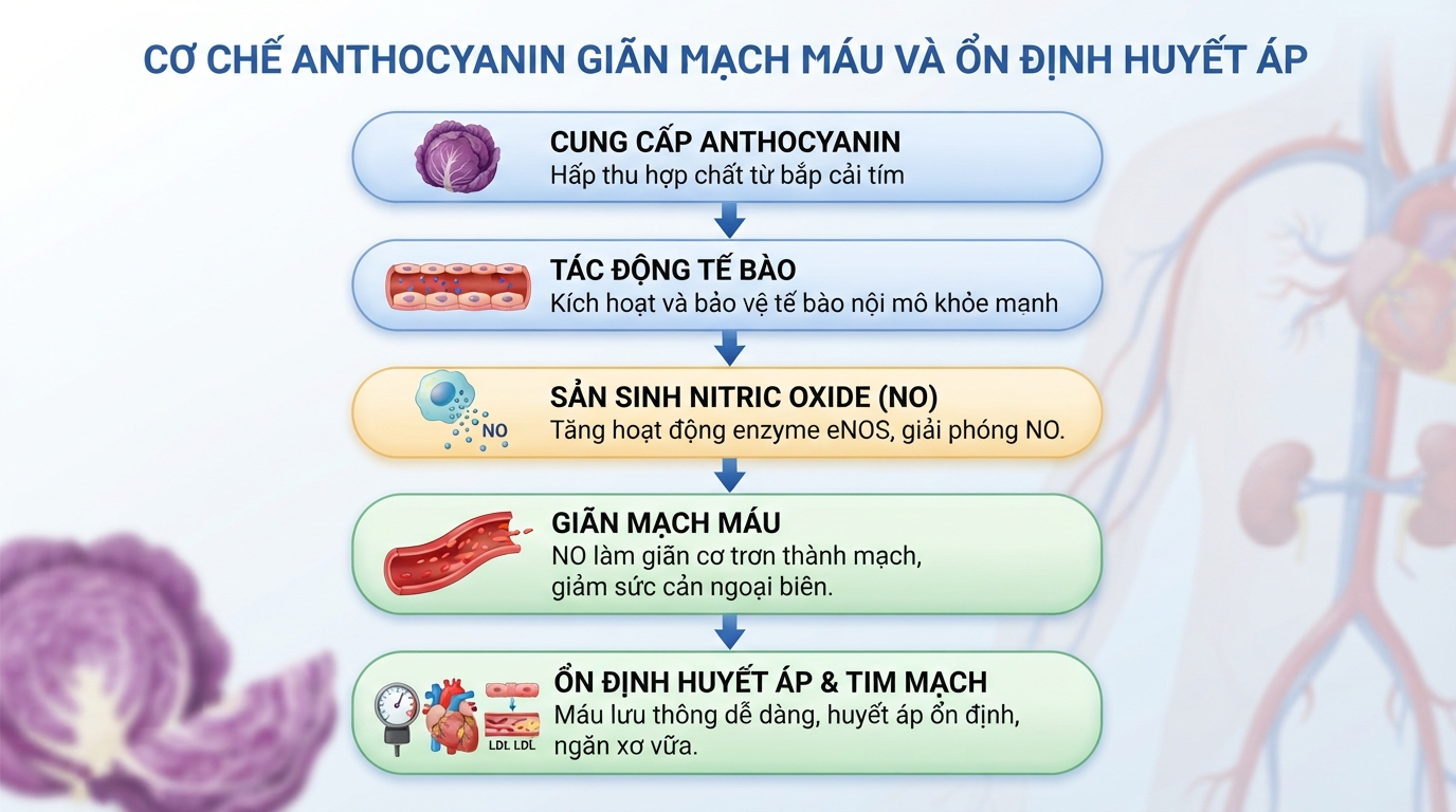 Cơ chế Anthocyanin thúc đẩy sản sinh nitric oxide giúp giãn mạch máu và ổn định huyết áp hiệu quả.