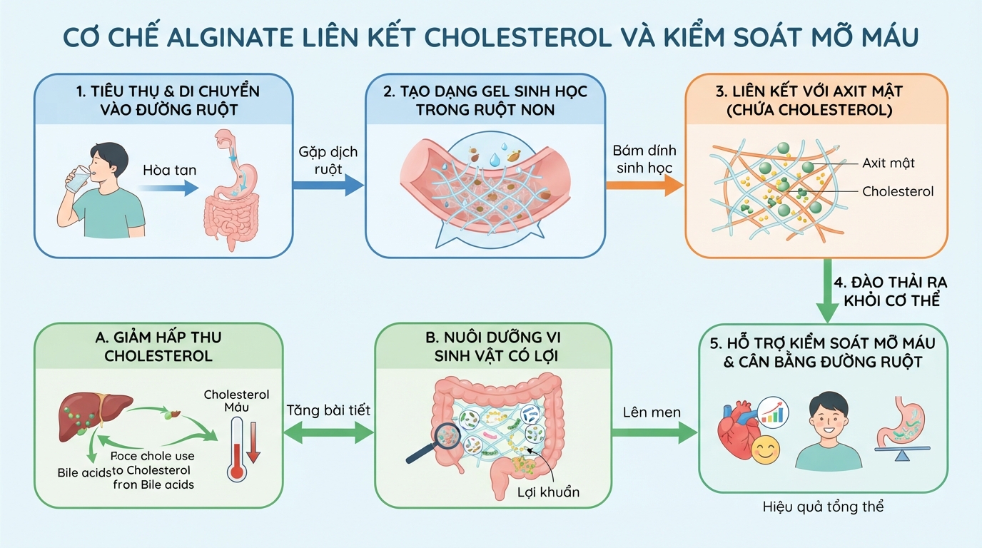 Cơ chế chất xơ alginate liên kết cholesterol hỗ trợ kiểm soát mỡ máu hiệu quả.