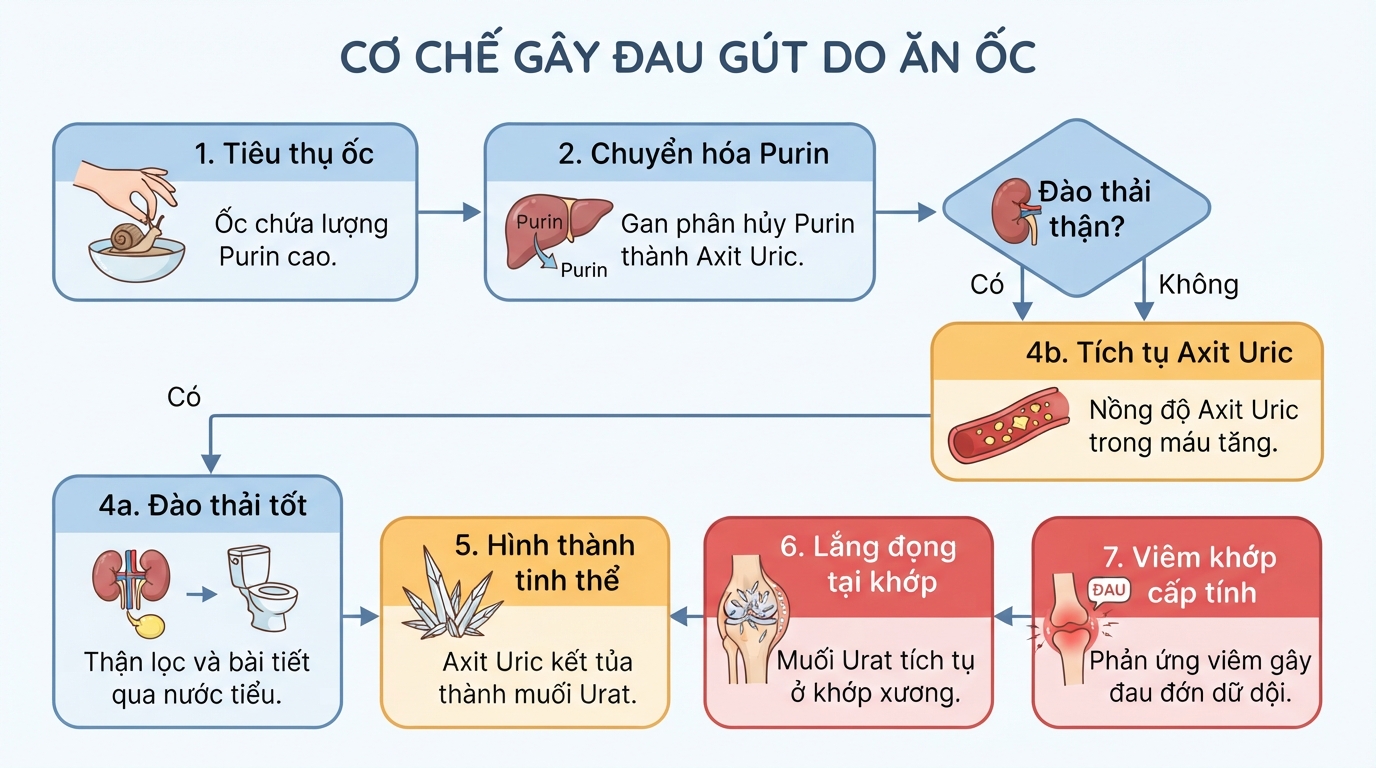Cơ chế chuyển hóa purin thành axit uric gây sưng khớp ở người bệnh gút khi ăn ốc.