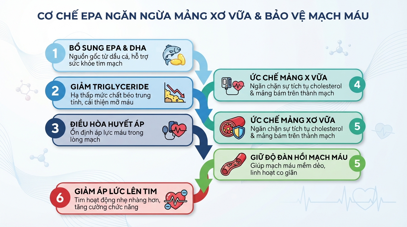 Cơ chế EPA ngăn ngừa mảng xơ vữa và bảo vệ độ đàn hồi của mạch máu.