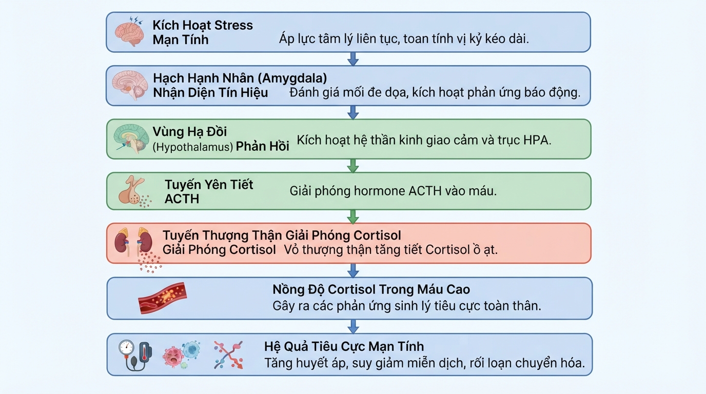 Cơ chế giải phóng cortisol khi não bộ rơi vào trạng thái căng thẳng mạn tính.