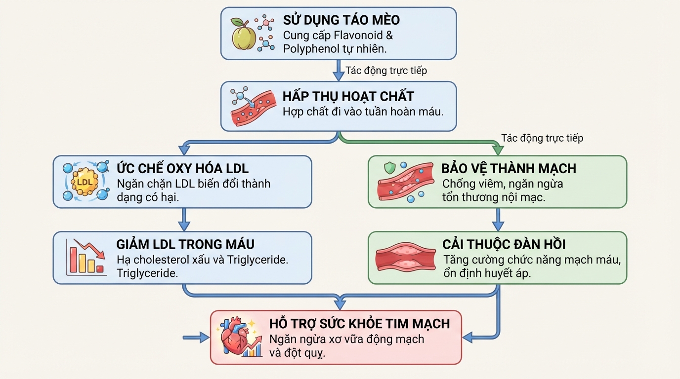 Cơ chế giảm cholesterol xấu và bảo vệ thành mạch của các hoạt chất trong táo mèo.