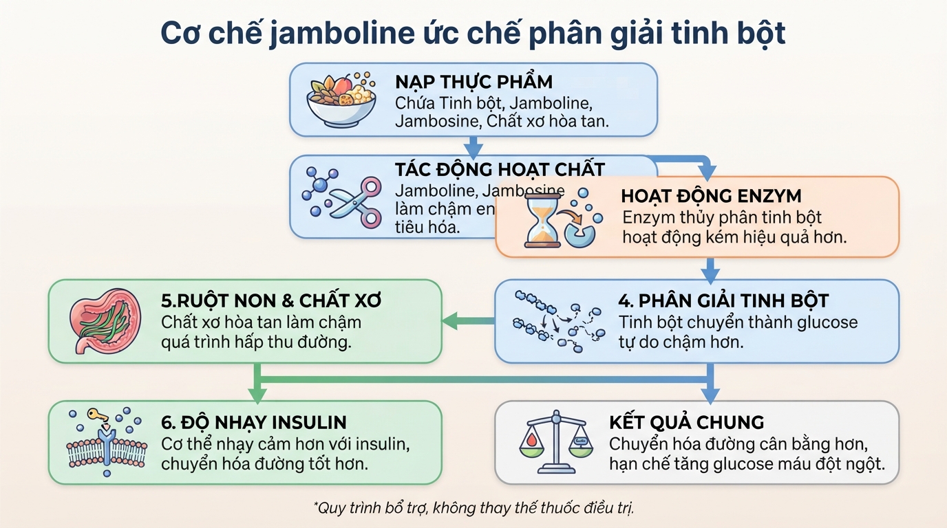 Cơ chế jamboline ức chế phân giải tinh bột, giúp hạn chế tăng glucose máu đột ngột.