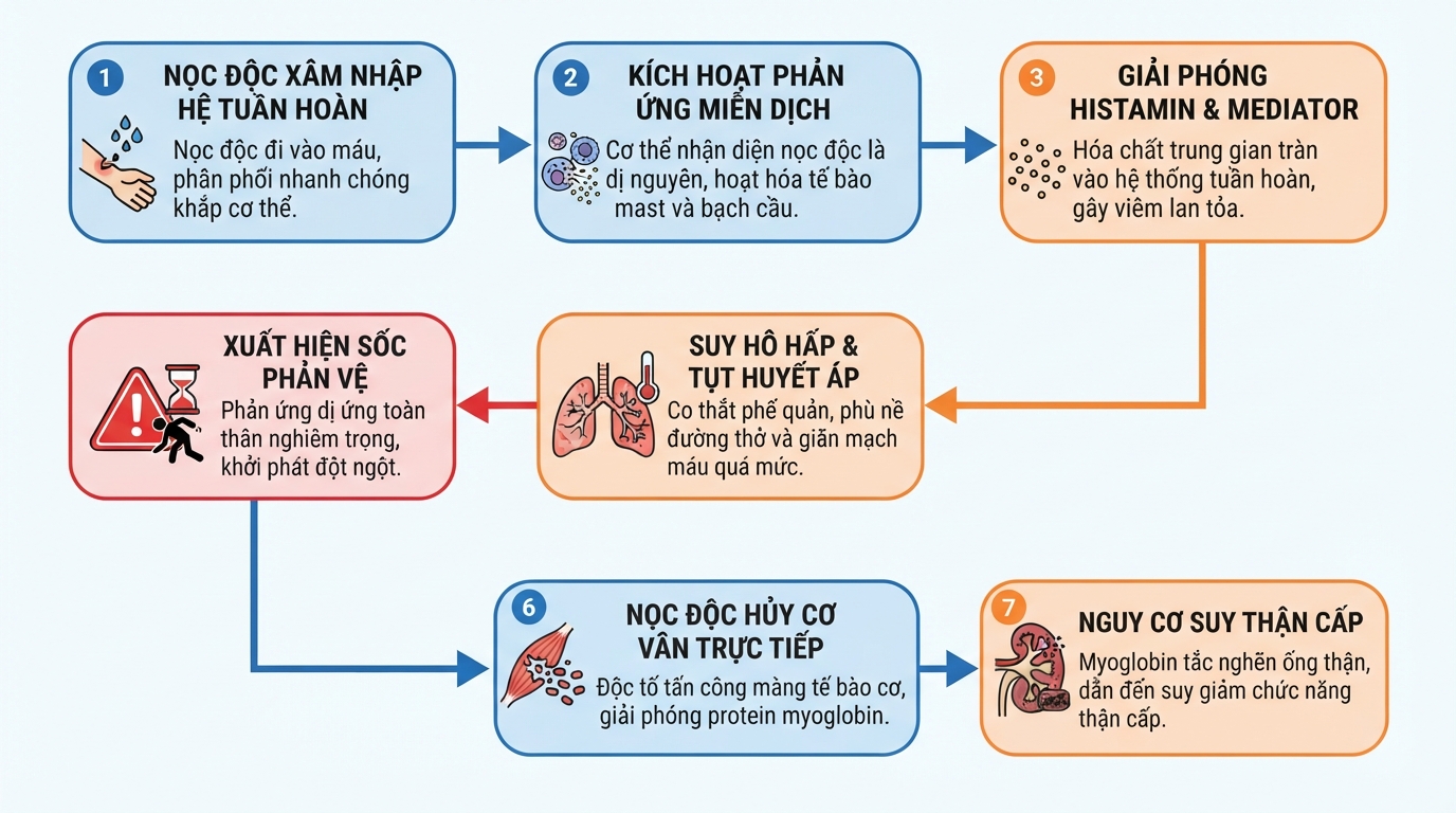 Cơ chế nọc độc gây biến chứng toàn thân và sốc phản vệ nguy hiểm.