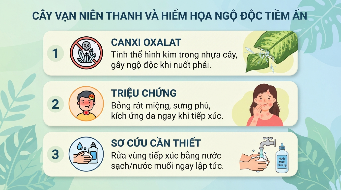 Cây vạn niên thanh có độc không? Cách sơ cứu khi ngộ độc mủ cây