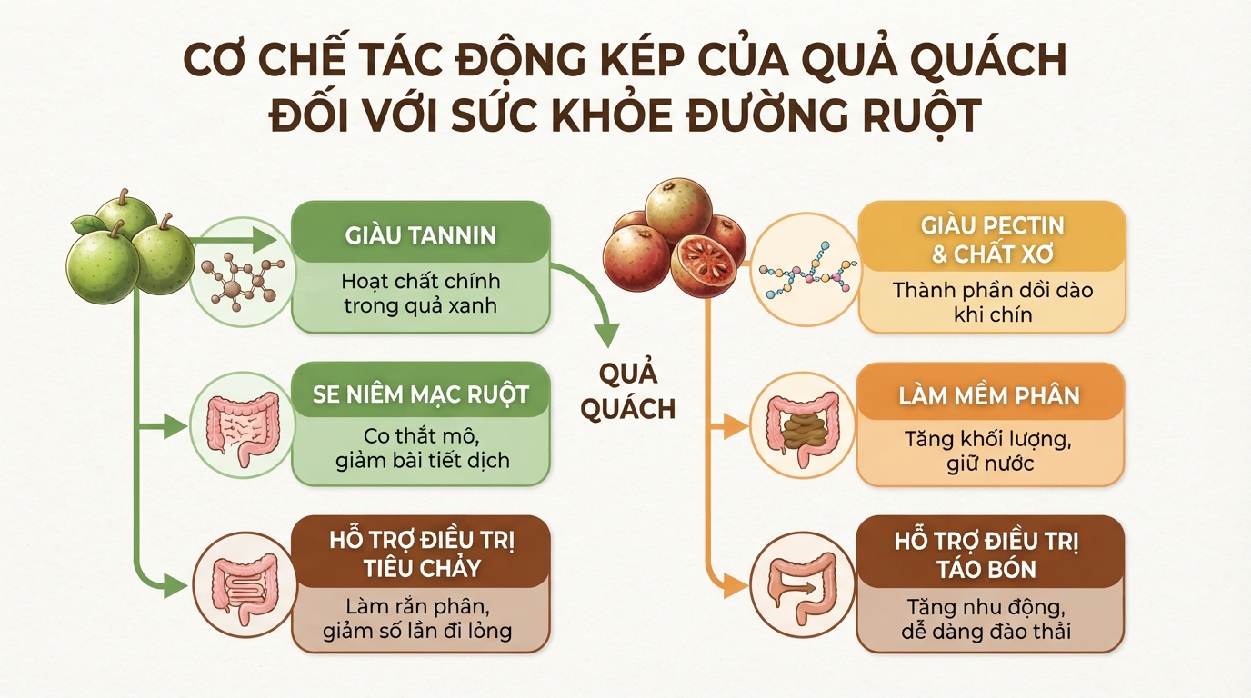 Cơ chế tác động kép của hoạt chất tannin và pectin đối với sức khỏe đường ruột.