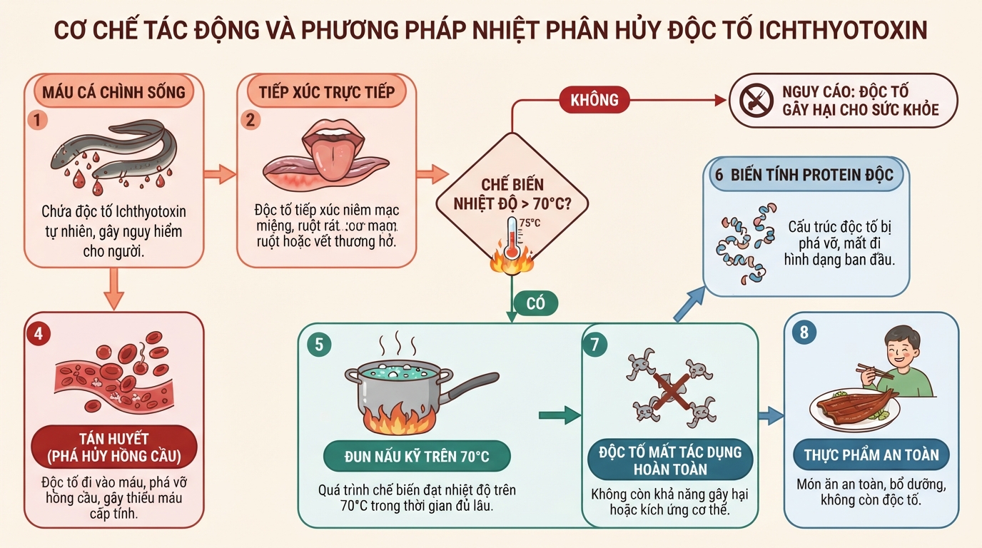 Cơ chế tác động và phương pháp nhiệt phân hủy độc tố huyết thanh Ichthyotoxin.