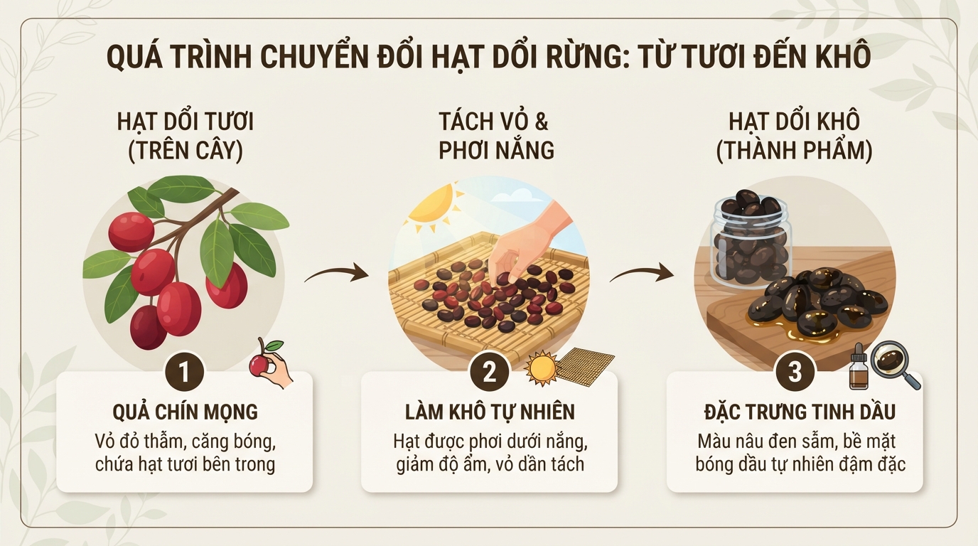 Đặc điểm nhận diện hạt dổi rừng từ khi chín đỏ đến lúc phơi khô thành phẩm.