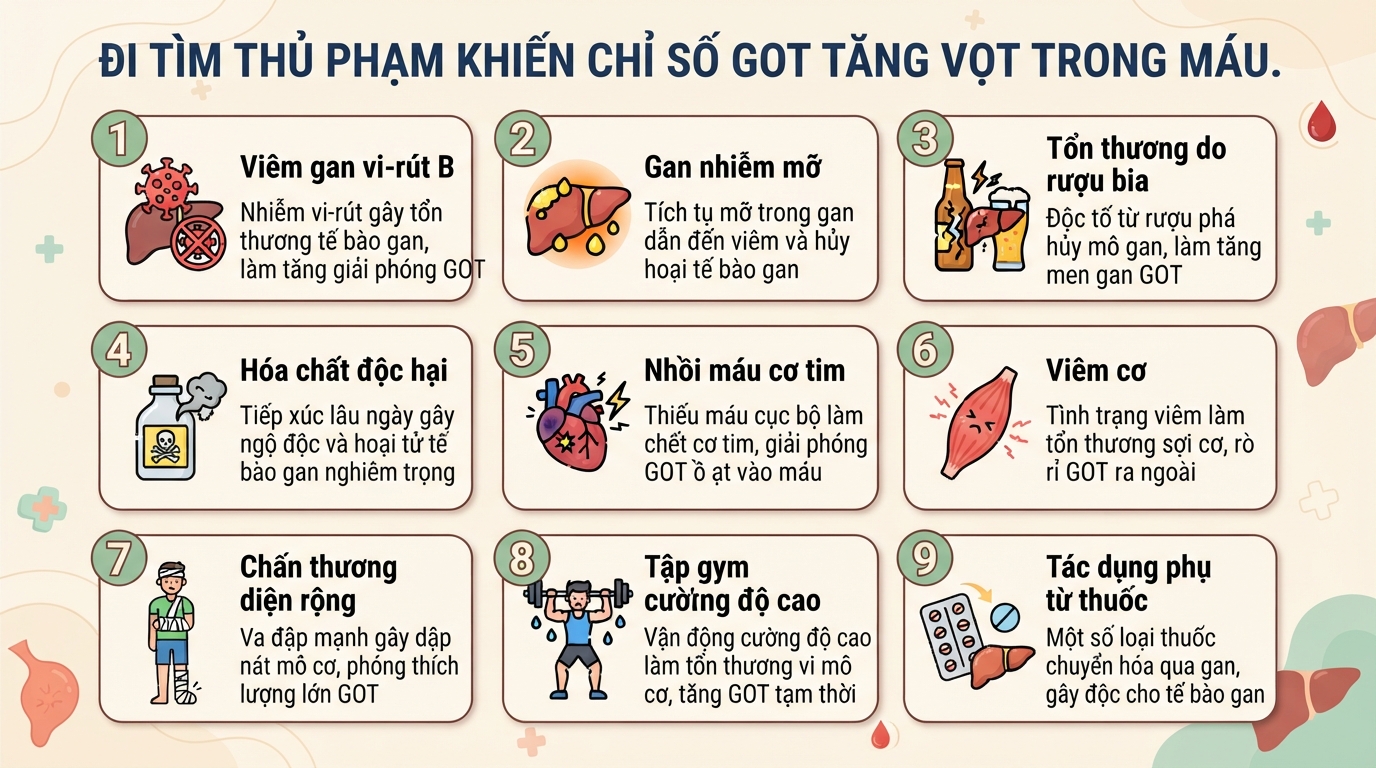 Chỉ số GOT là gì? Ý nghĩa xét nghiệm, nguyên nhân tăng và khi nào cần đi khám