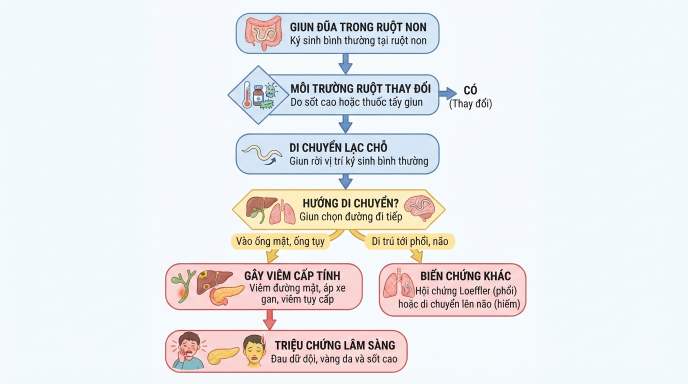 Hiện tượng giun chui ống mật dễ xảy ra khi môi trường ruột thay đổi.