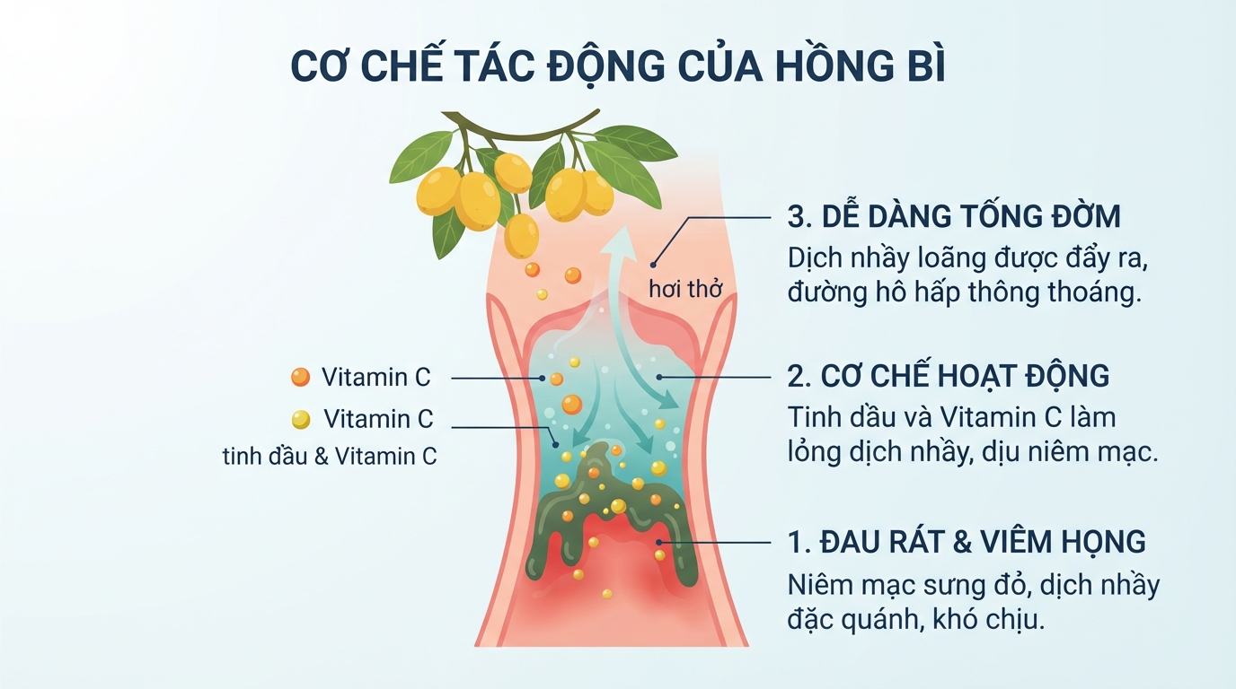 Hoạt chất từ quả hồng bì hỗ trợ làm loãng dịch nhầy và giảm đau rát họng.