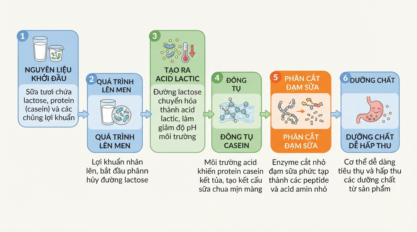 Lợi khuẩn trong sữa chua uống chuyển hóa đạm thành dưỡng chất dễ hấp thu.