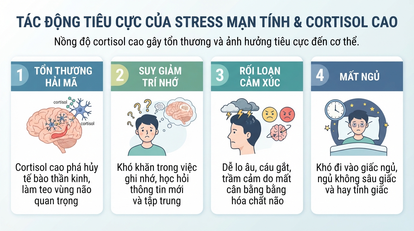 Nồng độ cortisol cao làm tổn thương vùng hải mã, gây suy giảm trí nhớ và rối loạn cảm xúc.