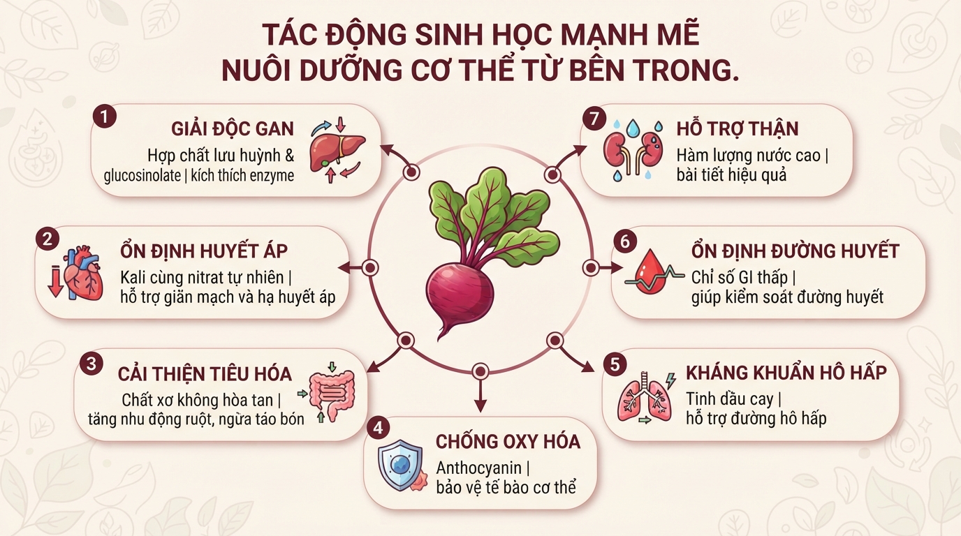 Củ cải đỏ có tác dụng gì? 7 lợi ích sức khỏe và cách chế biến