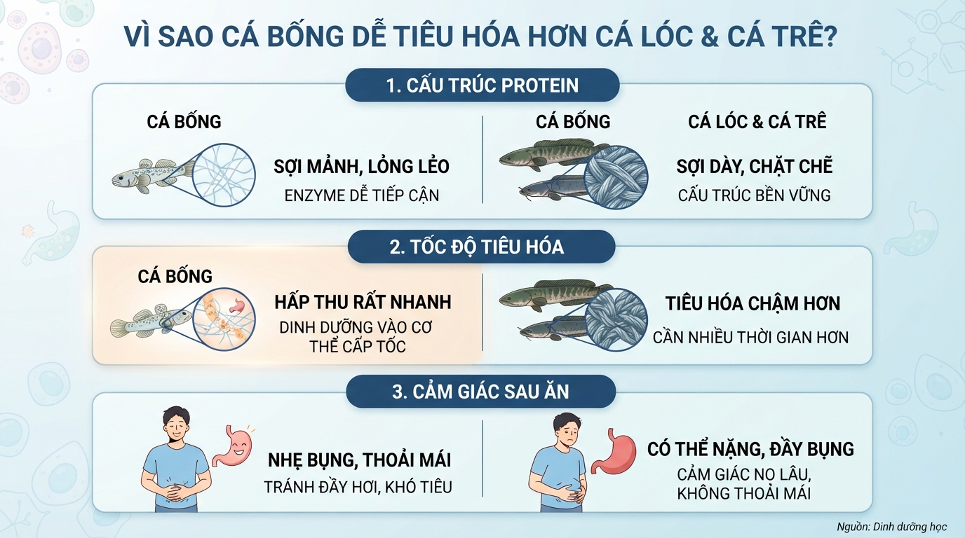 Protein sợi mảnh của cá bống giúp cơ thể dễ tiêu hóa hơn các loại cá thịt dày.