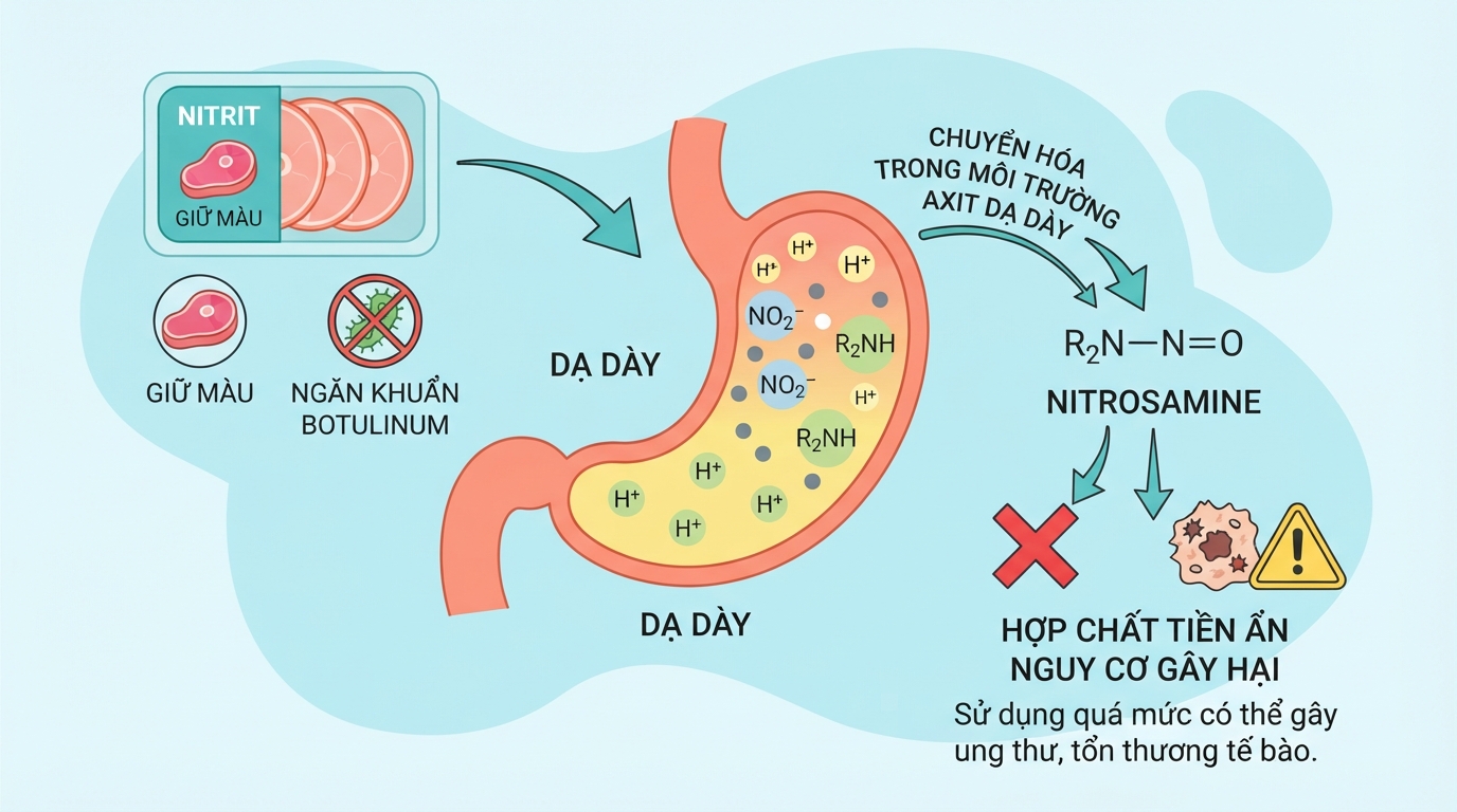 Quá trình hình thành nitrosamine từ nitrit trong dạ dày gây hại cho sức khỏe.