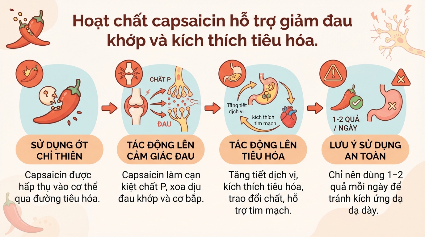 Ớt chỉ thiên: tác dụng cho sức khỏe, cách dùng và lưu ý khi sử dụng