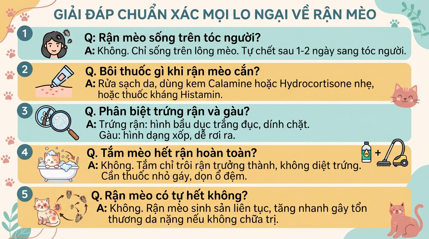 Rận mèo cắn người nguy hiểm không? Dấu hiệu và cách xử lý đúng cách