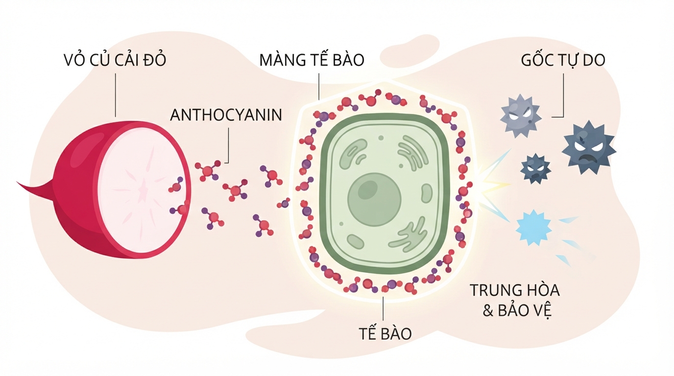 Sắc tố anthocyanin ở vỏ hoạt động như lá chắn tự nhiên bảo vệ tế bào.