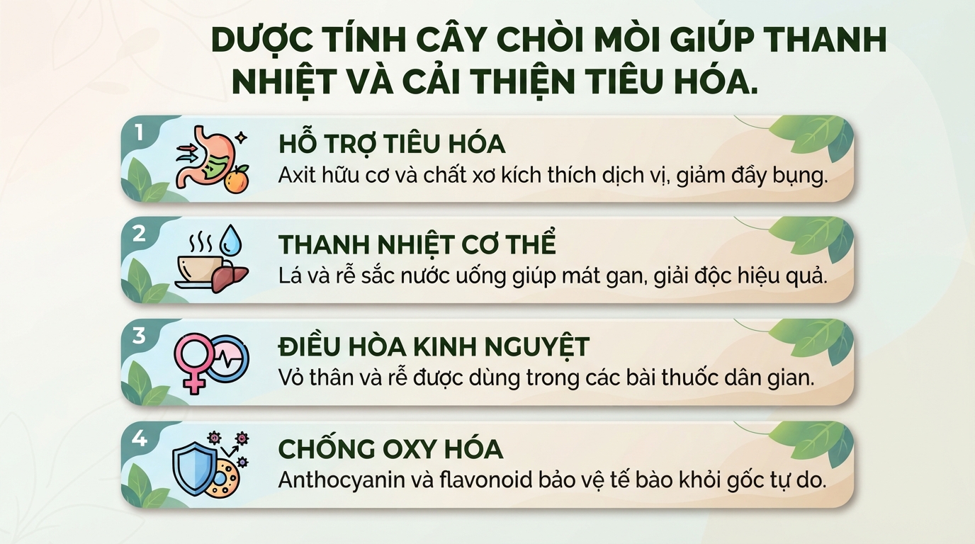 Cây chòi mòi có tác dụng gì? Công dụng và lưu ý sức khỏe khi sử dụng