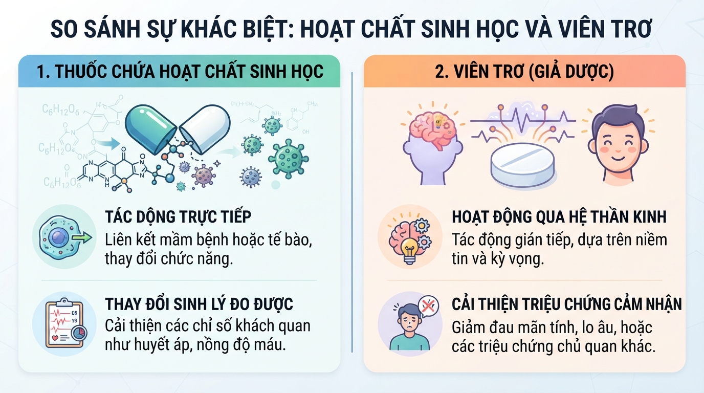 So sánh sự khác biệt cơ bản giữa hoạt chất sinh học và viên trơ.