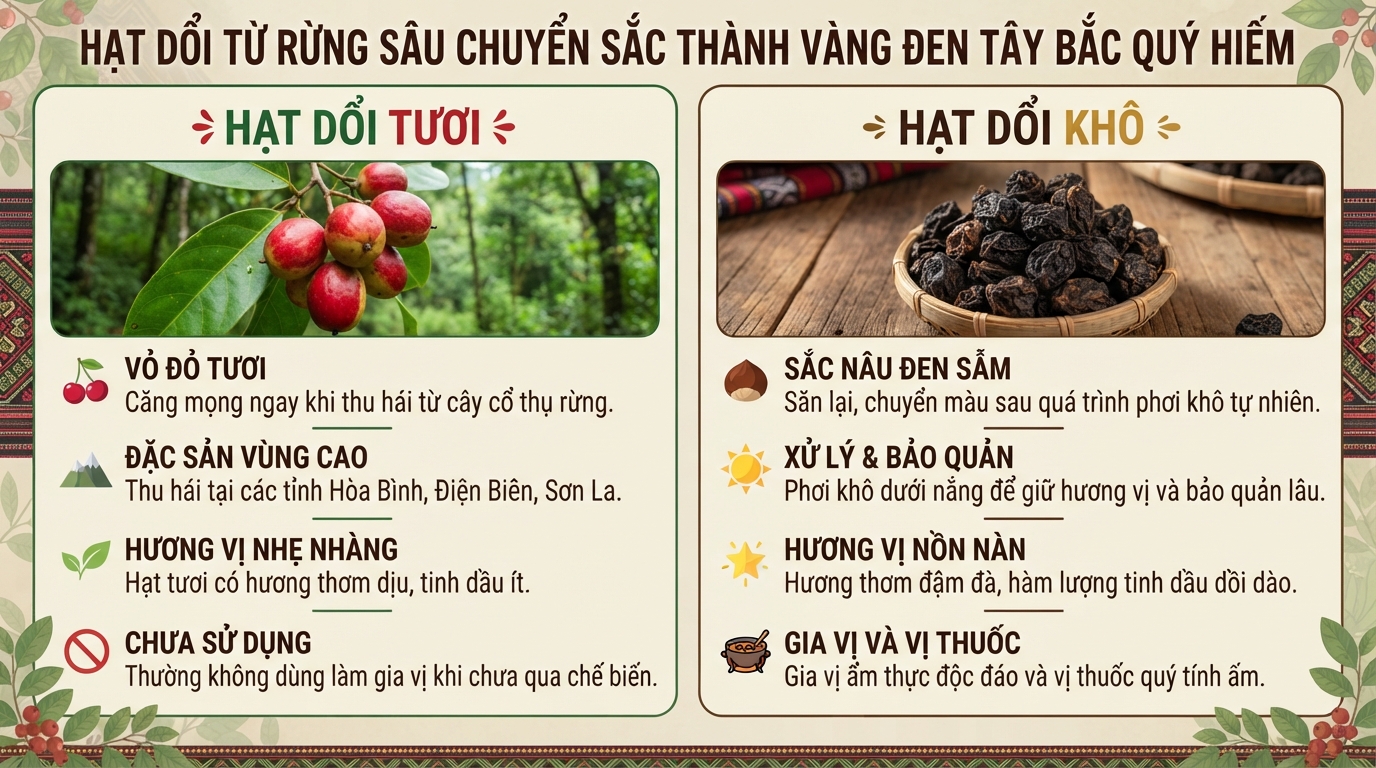 Hạt dổi là gì? Công dụng, cách dùng và lưu ý khi sử dụng