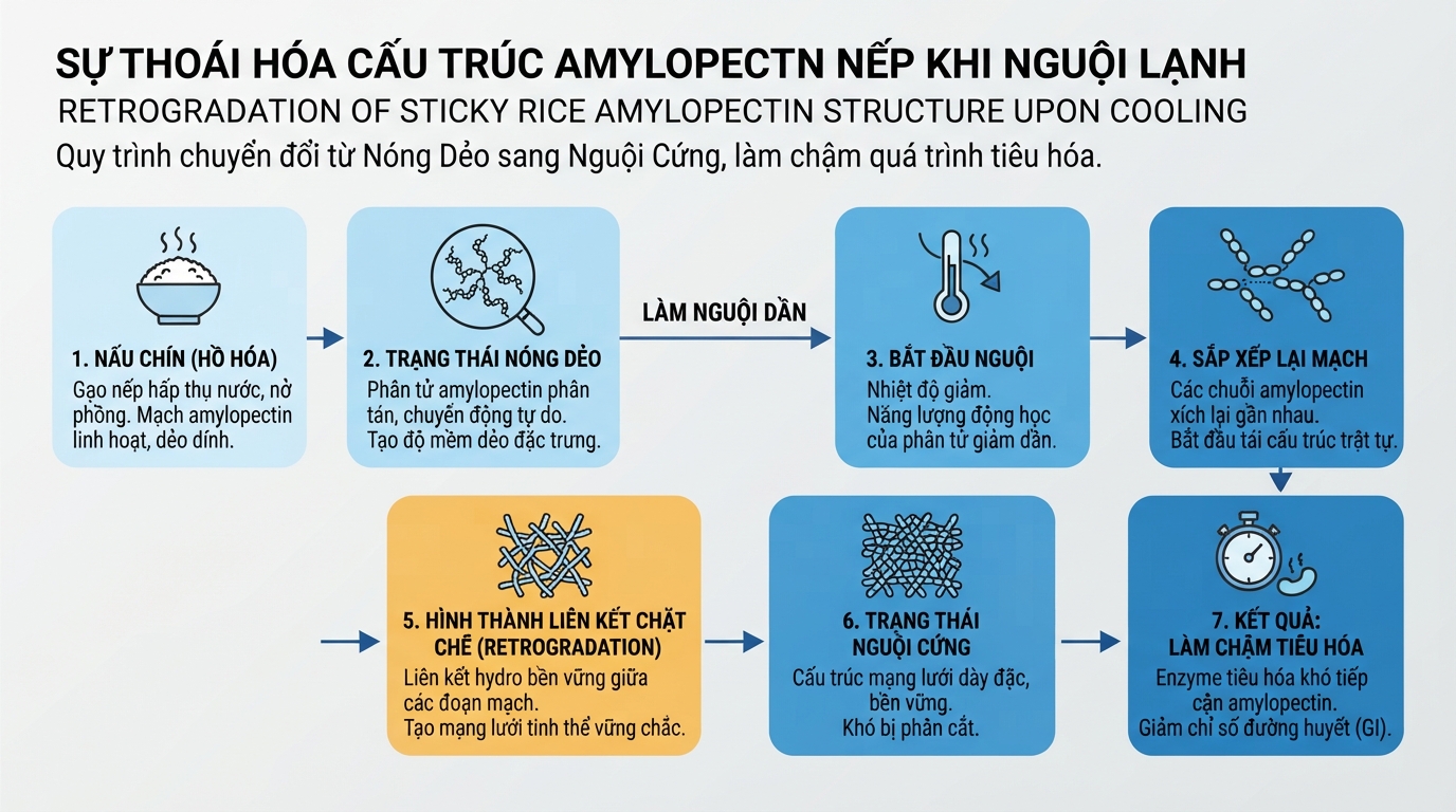 Sự thay đổi cấu trúc amylopectin dẻo dính của nếp khi chuyển từ nóng sang nguội.