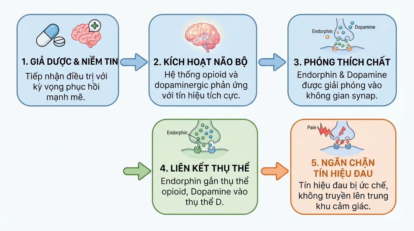 Tín hiệu thần kinh kích thích giải phóng Endorphin giúp ức chế cảm giác đau đớn.