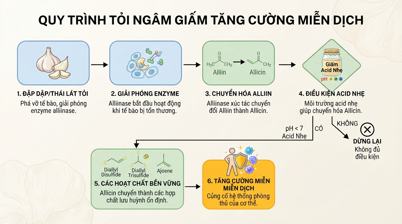 Tỏi ngâm giấm tối ưu hoạt chất lưu huỳnh hữu cơ bền vững tăng cường miễn dịch.