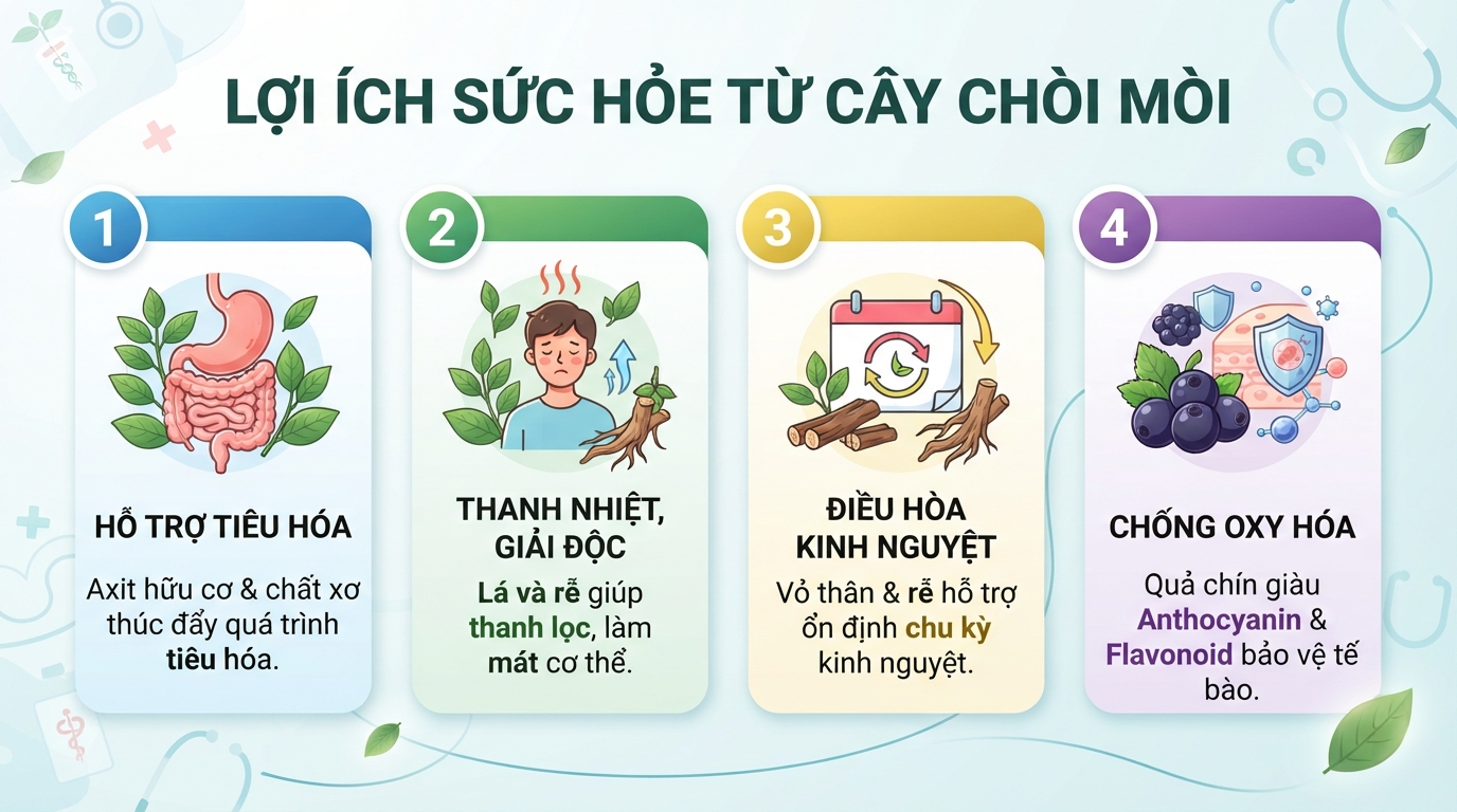 Tóm tắt 4 lợi ích sức khỏe vượt trội từ các bộ phận thảo dược.
