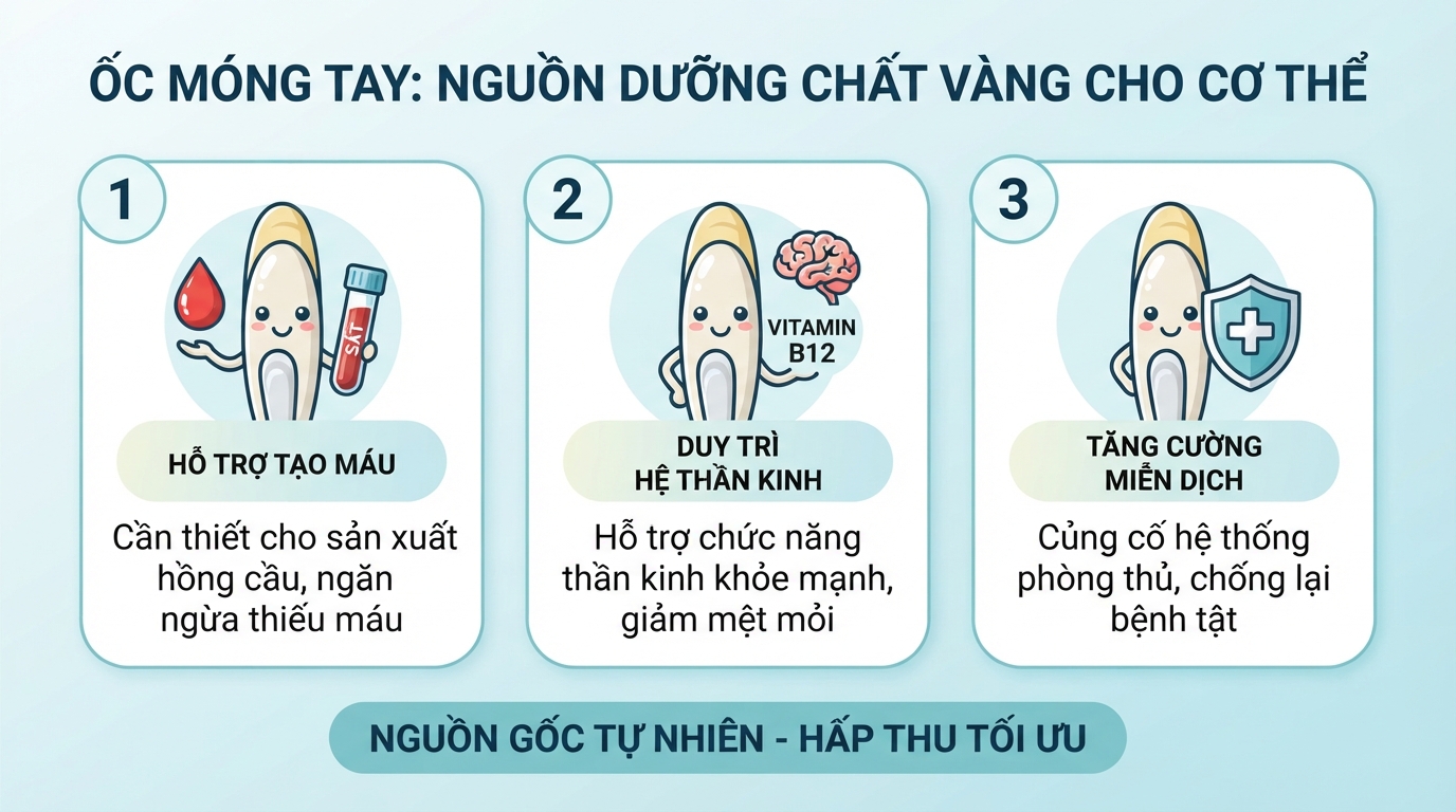 Vi chất sắt và B12 trong ốc móng tay giúp tăng cường tái tạo máu.