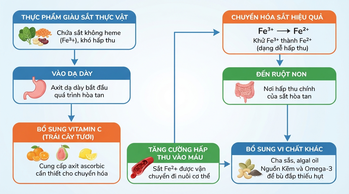 Vitamin C từ trái cây giúp tăng hiệu quả hấp thu sắt thực vật tại ruột non.