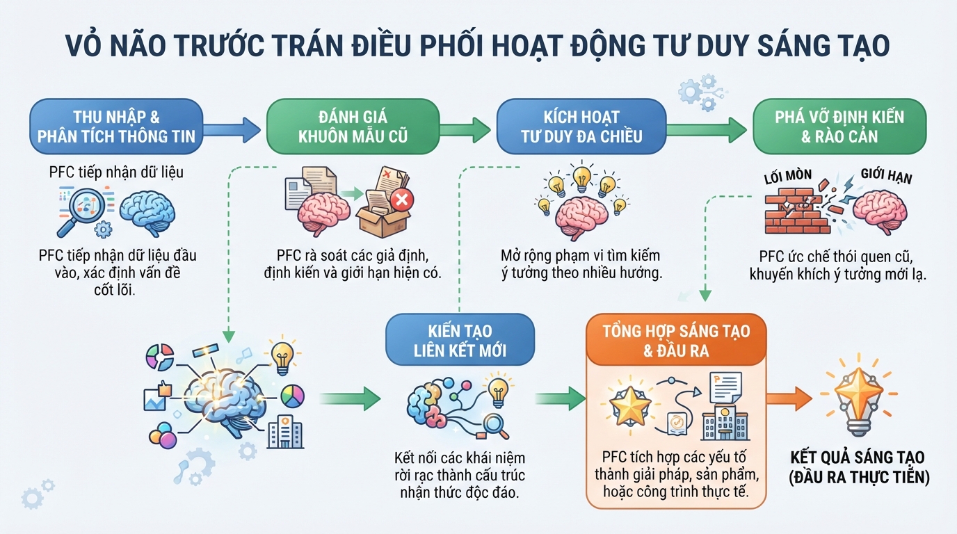 Vỏ não trước trán điều phối hoạt động tư duy sáng tạo.
