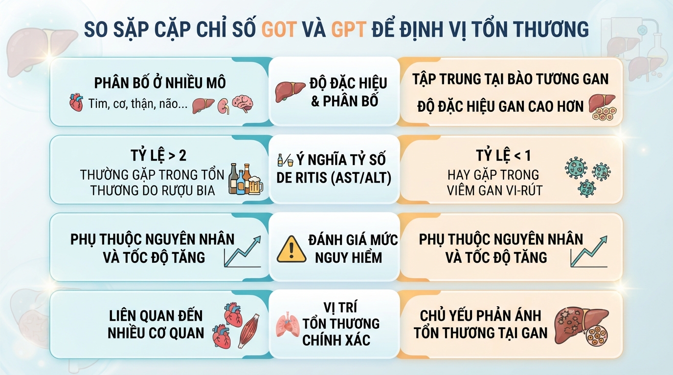 Chỉ số GOT là gì? Ý nghĩa xét nghiệm, nguyên nhân tăng và khi nào cần đi khám