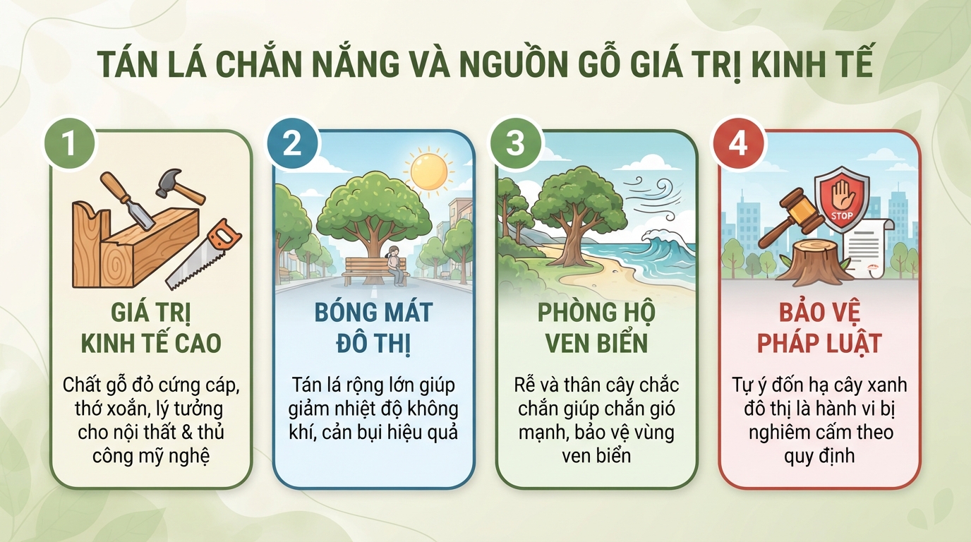 Cây xà cừ: Đặc điểm, giá trị và những lưu ý quan trọng khi sử dụng