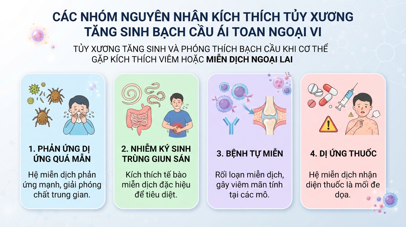 Các nhóm nguyên nhân kích thích tủy xương tăng sinh tế bào ái toan ngoại vi.