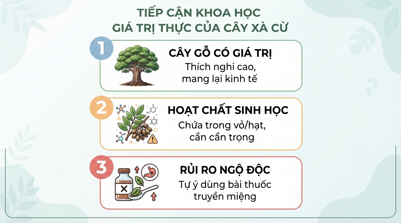 Cây xà cừ: Đặc điểm, giá trị và những lưu ý quan trọng khi sử dụng