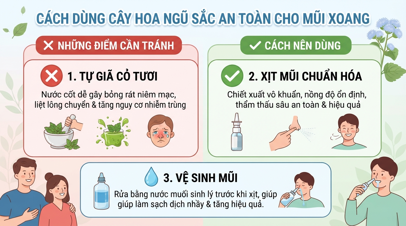 Cây hoa ngũ sắc có độc không? Công dụng và cách dùng hỗ trợ viêm xoang