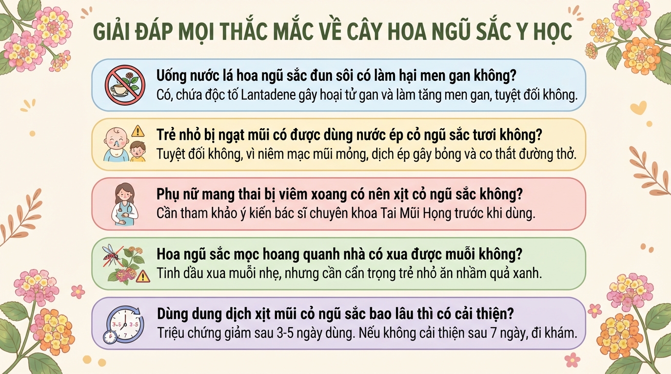 Cây hoa ngũ sắc có độc không? Công dụng và cách dùng hỗ trợ viêm xoang